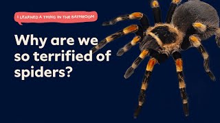 Why Are We So Terrified of Spiders? | I Learned a Thing in the Bathroom Podcast