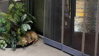 A Dog Came Into My Shop to Hide From the Rain, Afraid I’d Kick Him Out