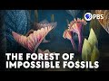 These Fossils Were Supposed To Be Impossible