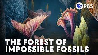 These Fossils Were Supposed To Be Impossible by PBS Eons 629,764 views 1 year ago 10 minutes, 37 seconds