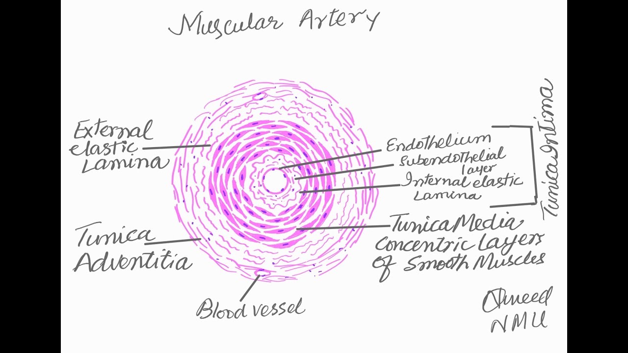 Learn to make histological diagram of muscular artery - YouTube