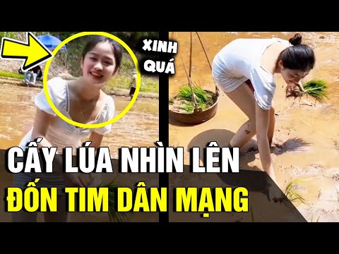 Video Đang cặm cụi cấy lúa, 'THIẾU NỮ' ngẩng mặt lên làm... - youtube