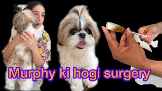 Murphy ki eye surgery karwana padegi II Allergy injections bhi le raha @murphytheshihtzu803