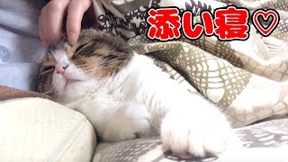 ママ悶絶w最高の添い寝！【スコティッシュフォールド】【Scottish Fold】