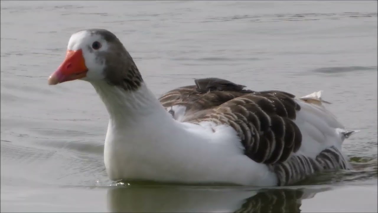 Aves en el Parque Polvoranca 3-3-2026