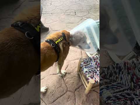 My dog was bleeding out! 😱#dogs