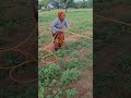 महिला का पूरा पूरा सहयोग खेती मे 🌾👌 #farmingjyotivlogs #veel #kisan #tractor #farming #reels #sorts