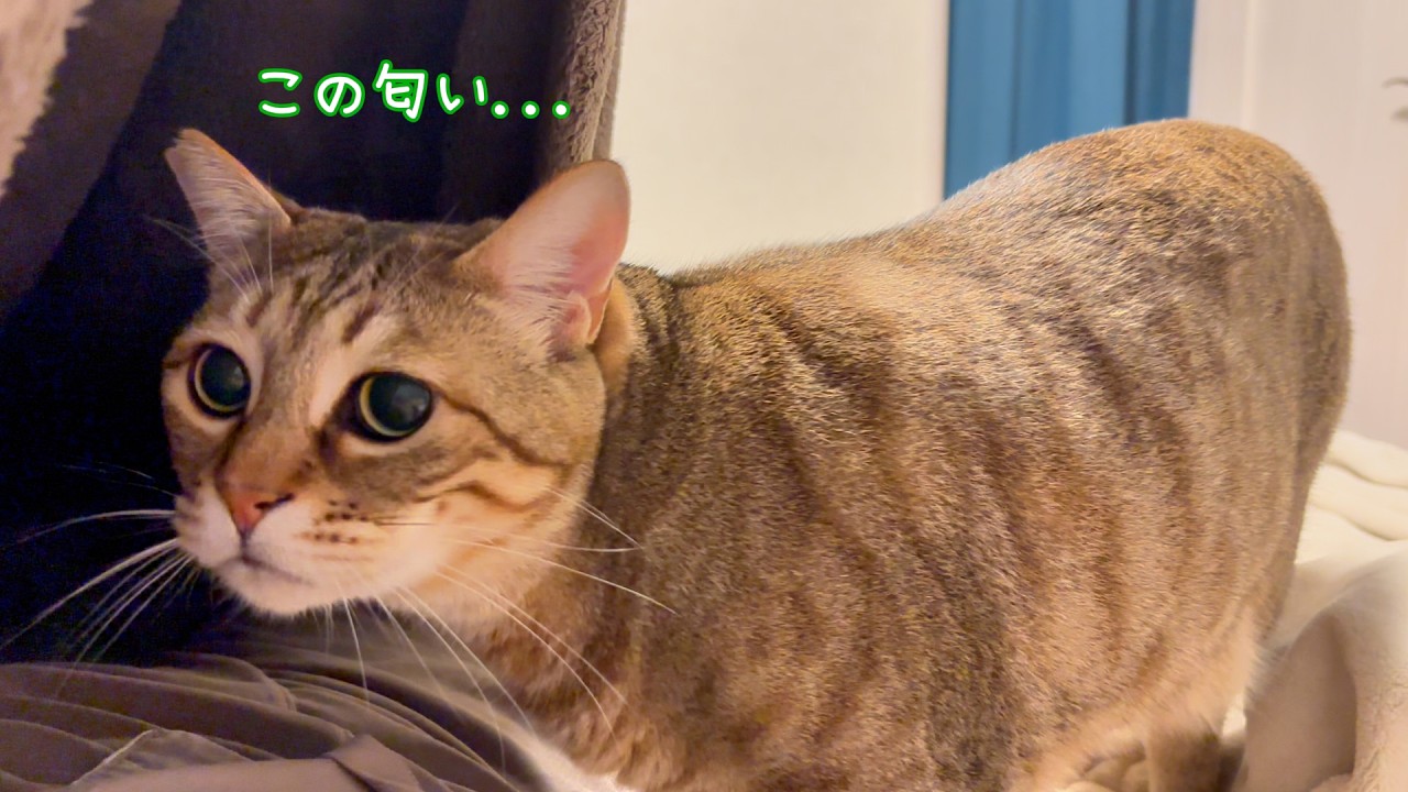 今日の寝床を匂いで決める猫