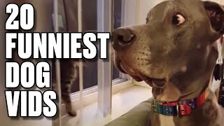 Incredible High Diving Dog! | Best Of The Internet | LADBIBLE