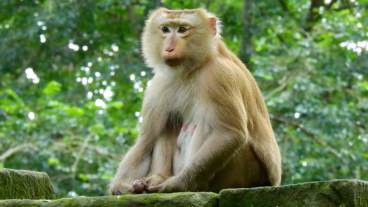 Monkey Ashley feeling not good