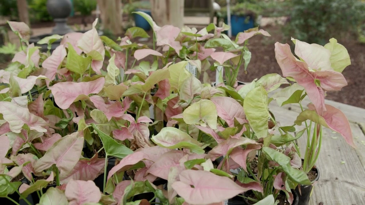 Plants That Shine, январь 2026 г.