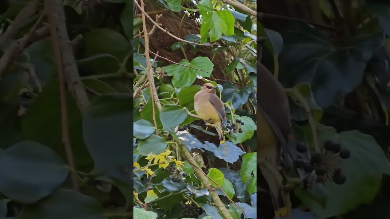 Grabbing nature into your house 