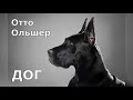 Дог. Рассказ о верности своему хозяину. Автор: Отто Ольшер