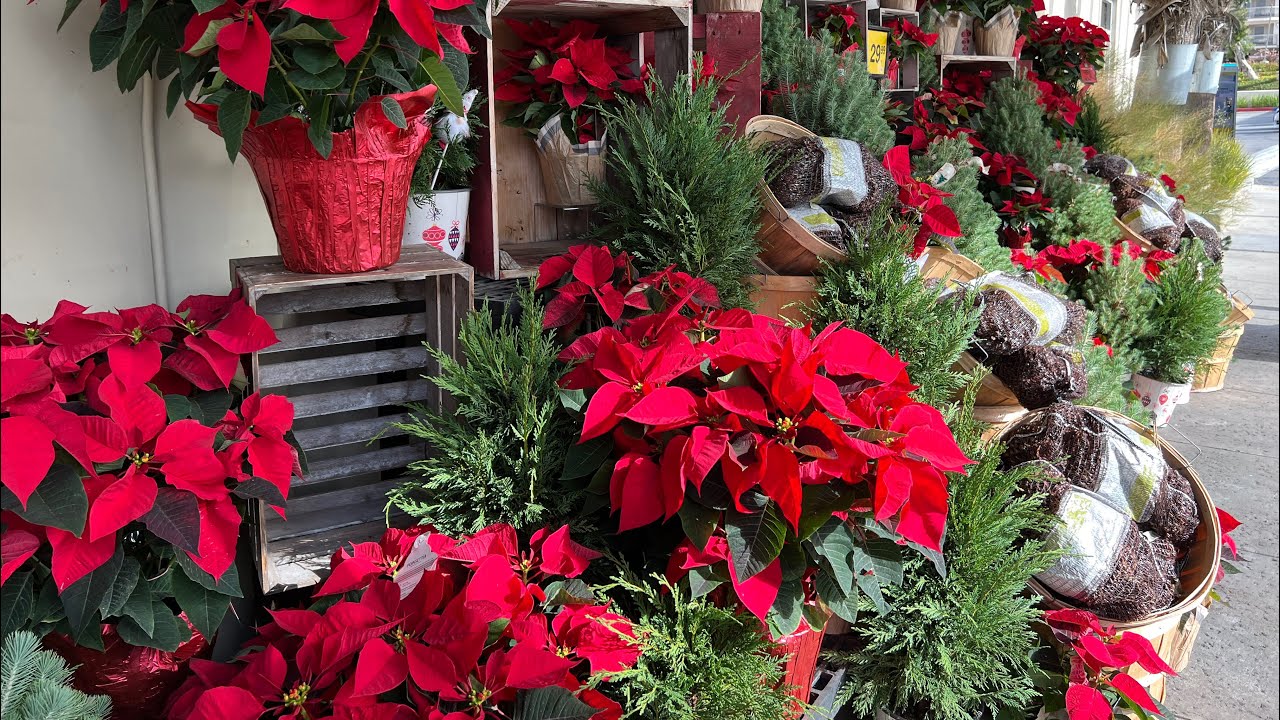 Holiday Flower Tour at Vons YouTube