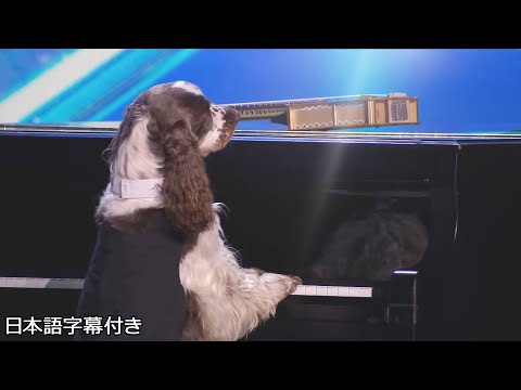 【和訳】犬がピアノを弾く！？オルガ&ボニーの予選 | BGT 2023