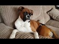 The stubborn side to owning a Boxer dog.