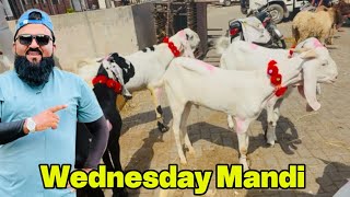 Wednesday Mandi Update | Garmi Bohot Ziada | Desi Bakre Chatre | Makhi Cheeni Bakriyan | Lahore 