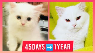 Persian Cat  turning 1 year old|compilation video from 45 days- 1 year old