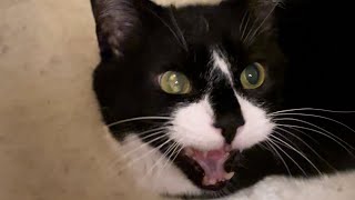 CUTEST MEOWING CAT ON YOUTUBE! #cat #pet #asmr #purr #cute #meow
