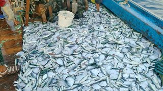 Tawur Malam Pertama Ikan Tangkapan Sesuai Prediksi Capten - Vlog Nelayan Story