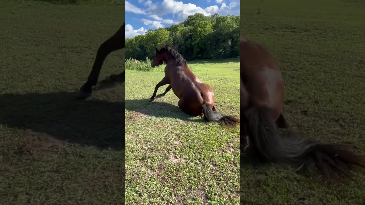 Quarter pony 🐴… This is how we roll 😀 