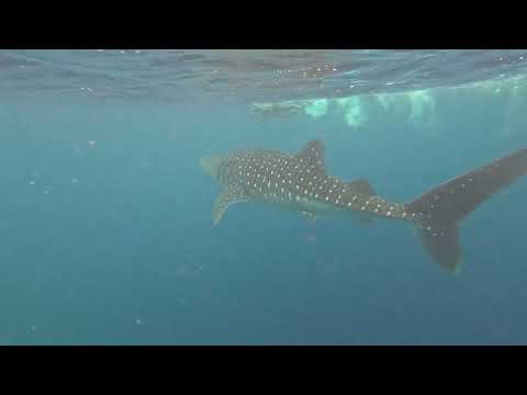 Видео: Китовая акула 3 часть.