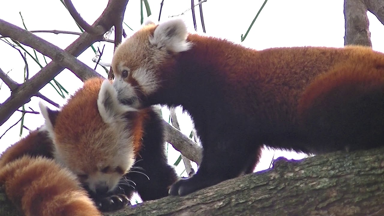 Red Panda Bath Time