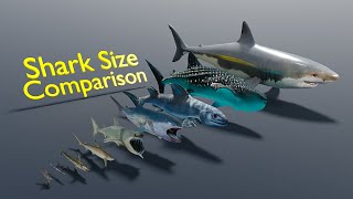 Shark size comparison | 3D Animation | Real Scale