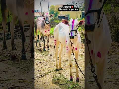 10 February 2026 by Nitin Phadtare