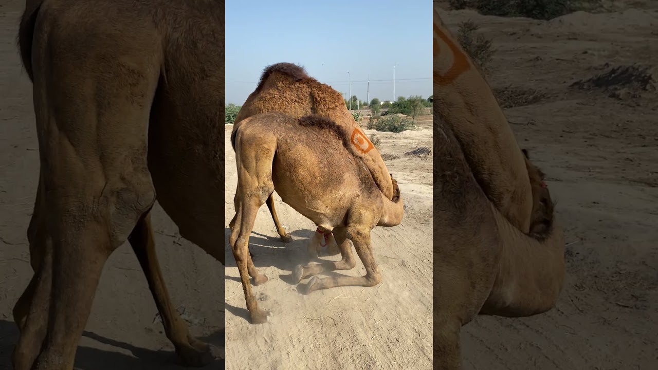 Hilerious Camel Combat