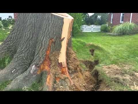 storm SNAPPED TREES