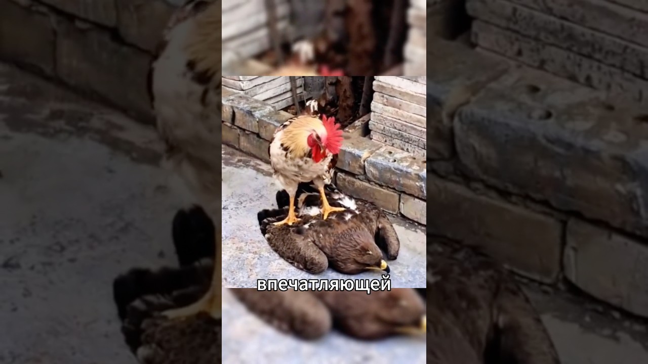 Белоголовый орлан — не тот символ, за которого его принимают 