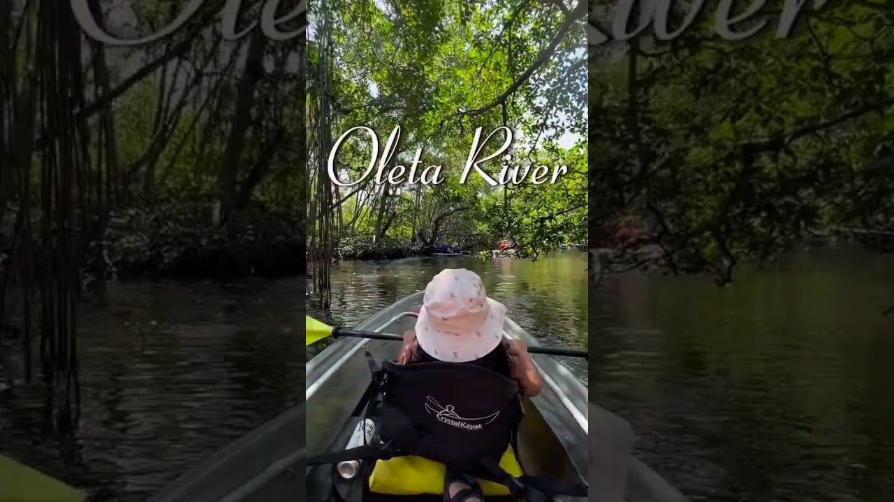 Clear kayak paddle through Oleta’s mesmerizing mangrove maze in Miami