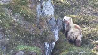 Wolverine caching caribou