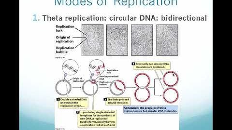 AGRI 305 - CH12A - Modes of DNA Replication
