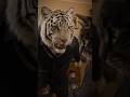 أبو مياو تحت تهديد تايجر مافيا Shorts Cat Ai 
