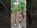 Cerita Si Kelapa Muda yang Tak Sempat Tinggi