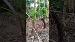 Cerita Si Kelapa Muda yang Tak Sempat Tinggi