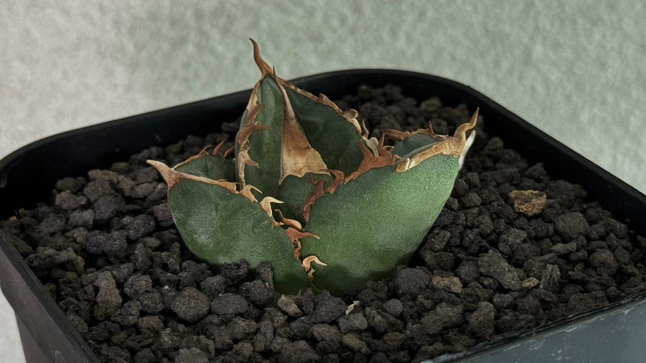 アガベ・チタノタ 中国大白鯊（芽）-004｜agave titanota | Plus_Pla