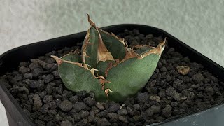アガベ・チタノタ 中国大白鯊（芽）-004｜agave titanota | Plus_Pla
