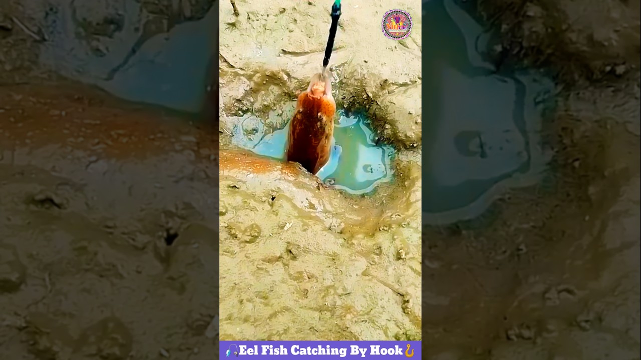 Eel Fish Catching By Hook 🪝 Fishing Video 🎏 Eel Fish Catching Tricks 🎣 