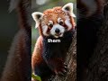 "Small, fluffy, and full of surprises 🐾❤️ Meet the adorable red panda! 🌿✨"