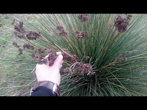 فوائد نبات السمار فى علاج الأنيميا وحساسية الصدر والسعال وما اودعه الله فيه من اسرار امجد النظامى