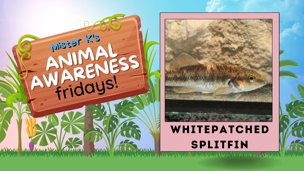 Whitepatched Splitfin | Mister K's Animal Awareness Fridays