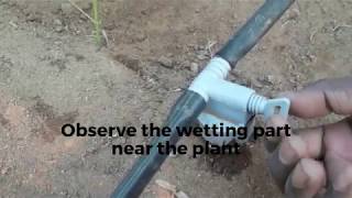 Hairy Root Flask for seasonal plants