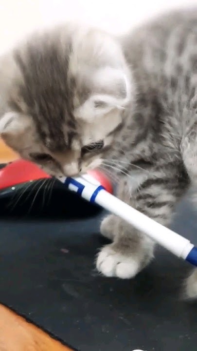 И РУЧКА МЕНЯ ЗАКРУЖИЛА! #котята #кошки - YouTube