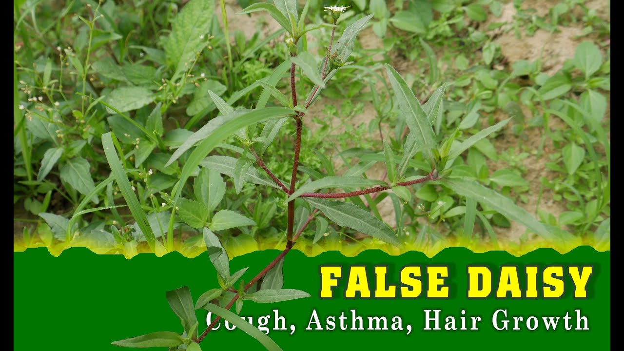 When It Comes to Health Benefits, FALSE DAISY is Right Here TOP 10 Indian Herbs YouTube