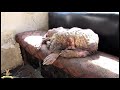 【奇跡】石のように固まった犬。立ち上がることすらできなかった犬の驚きの変化とは!?【泣ける話】