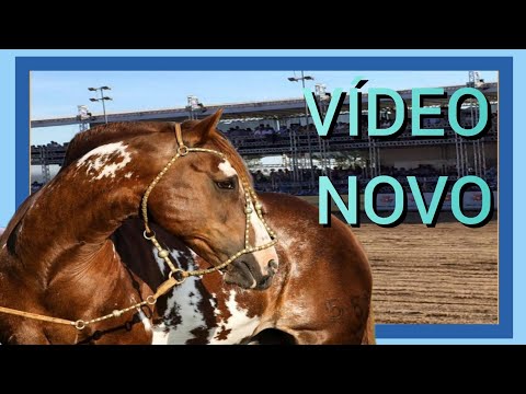 LINHAGEM DE MANCHADOS EM ALTA ! #geneticacrioula #abccc #horse #freiodeouro 