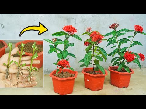 How to propagation Peony (Ixora) from branches | Planting Peony in the sand